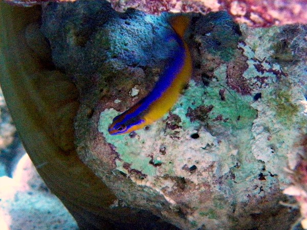 pseudochromis neon arabia