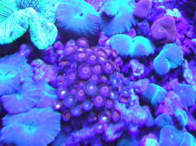 psychedelic mixed reef