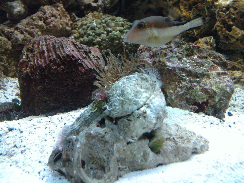 Puffer_sneaking_up