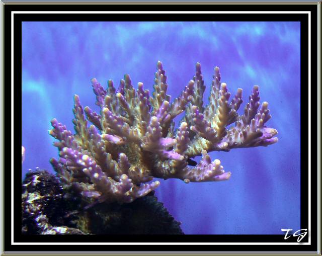 Purple Acropora sp.