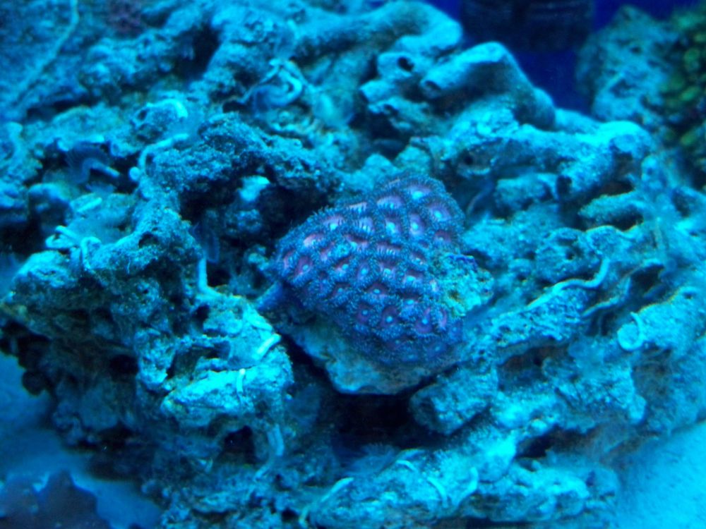 Purple Colony Polyps - Actinic Lighting