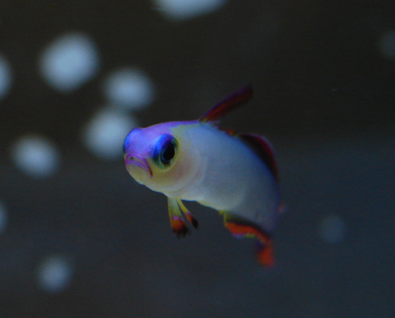 purple firefish