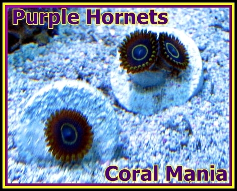 Purple Hornets