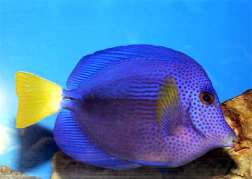 Purple Sailfin Tang