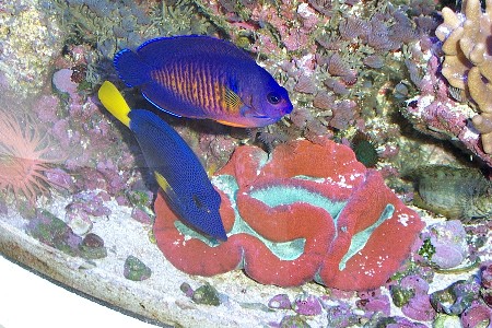 Purple Tang, Coral Beauty, and Open Brain