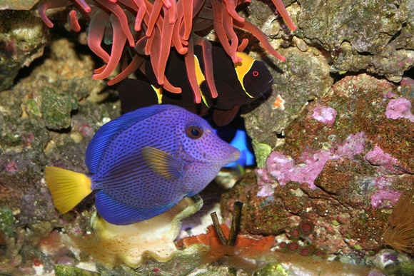 Purple tang, Hippo Tang and RBT