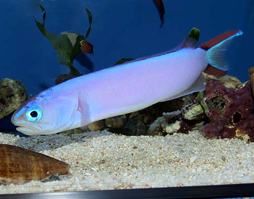 Purple Tilefish - Hoplolatilus purpureus