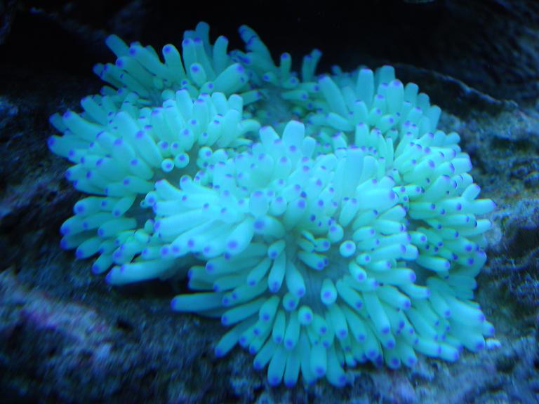 purple tip sebae anemone