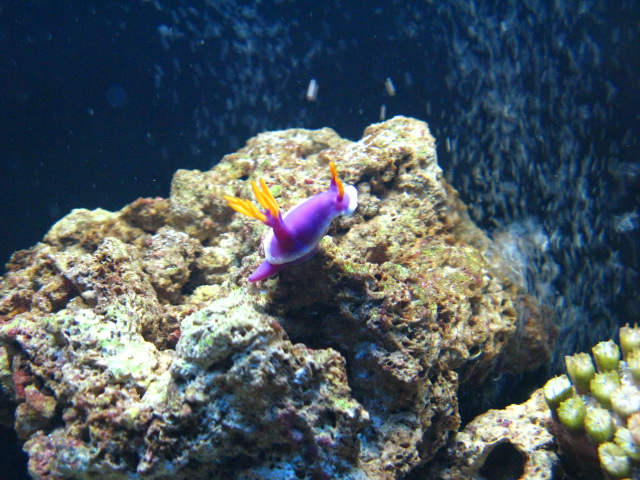 purple_nudibranch