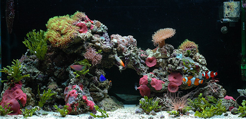 Raf and Diana's 33 gal nano reef