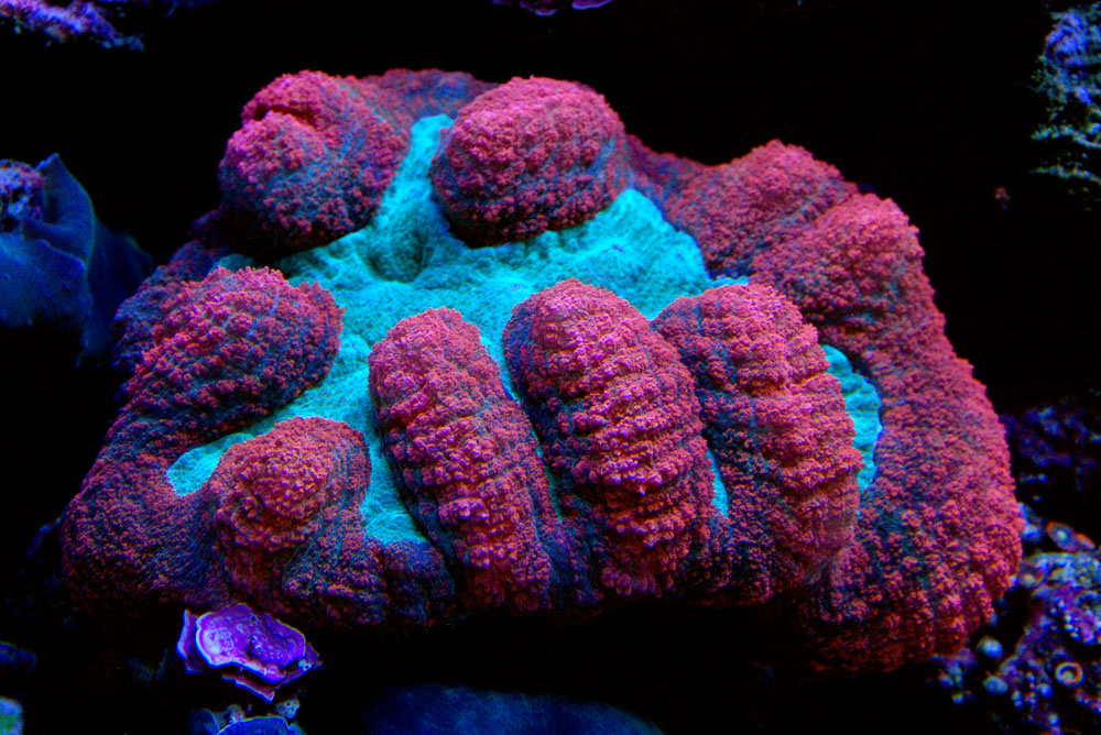 Red and green open brain coral