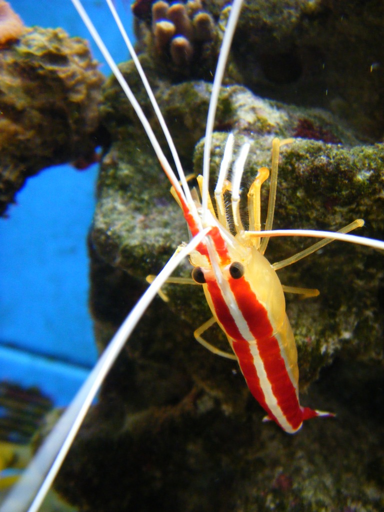 red and white shrimp