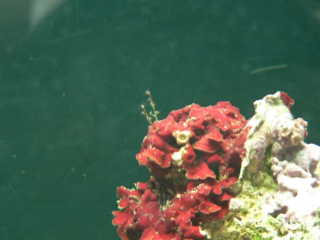 Red growing on rock up close