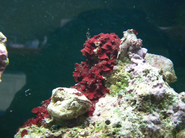 Red Growing on rock