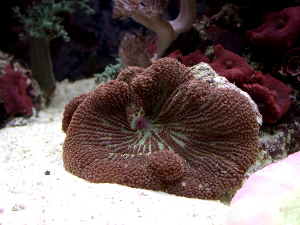 Red Haddoni anemone