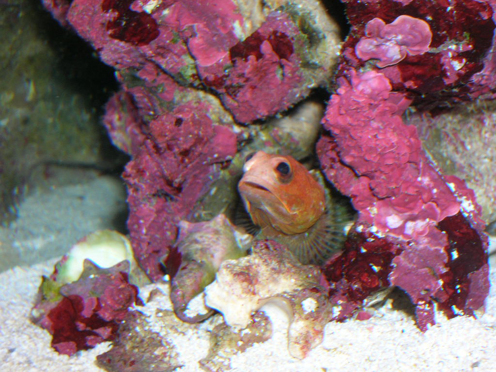 Red Headed Jawfish