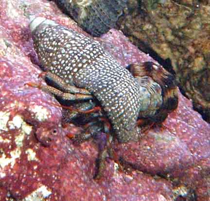 Red Legged Hermit Crab