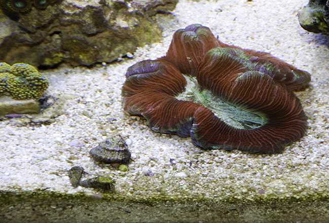 Red, Purple and Green Brain Coral