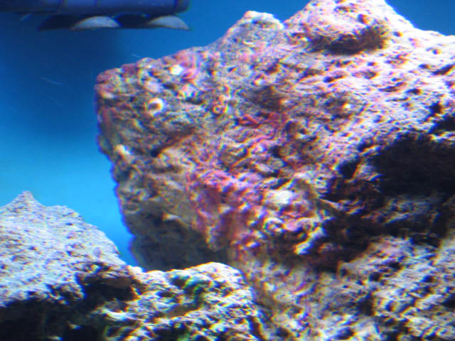 Red/Purple Coralline algae growth