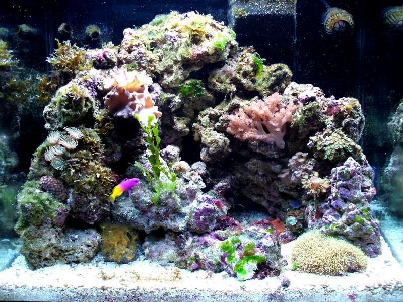 Red Sea Max 3 months in.