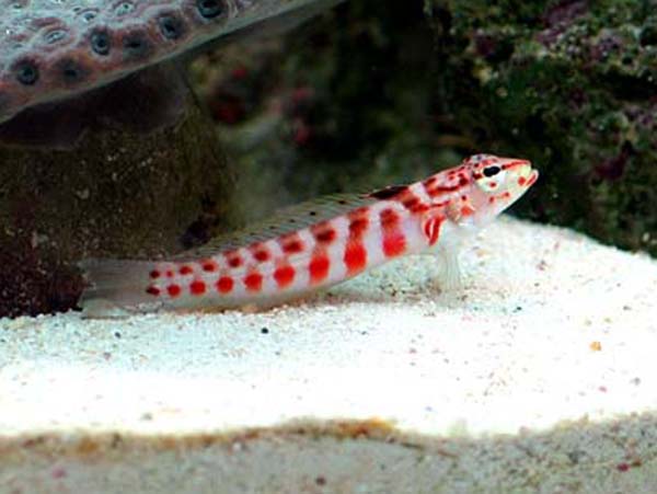 Red Spotted Sand Perch