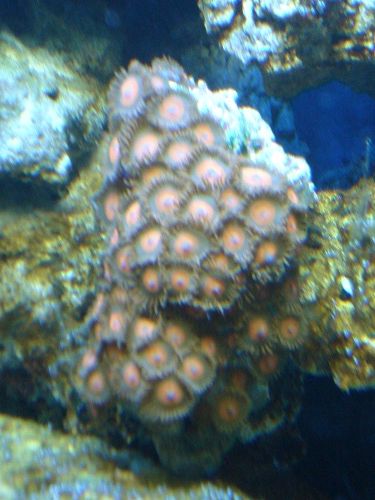 Red Zoa