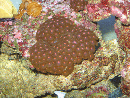 Red Zoas