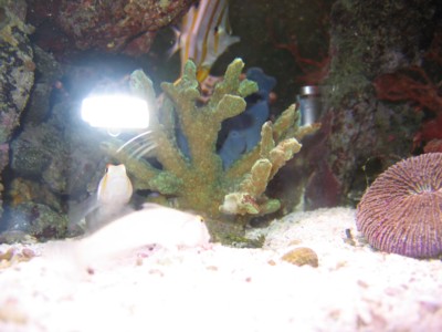 Reef_horn_coral_month_9