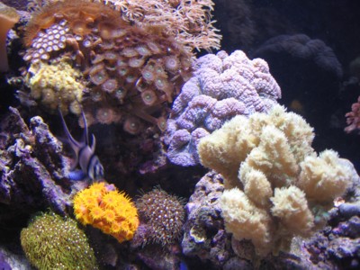 Reef_month_13_1_horn_coral_happy