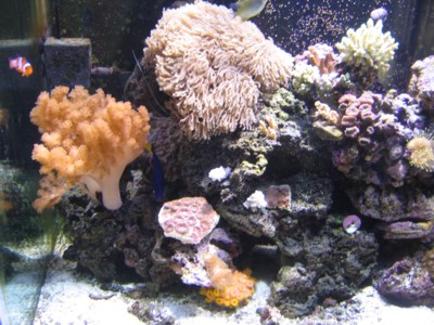 Reef_month_9