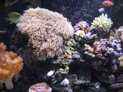 Reef_month_9_4