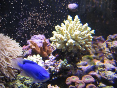 Reef_month_9_5