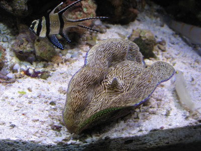 Reef_month_9_clam