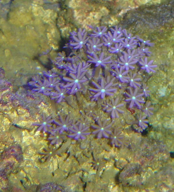 Reef_tank_2-17-2007_daisy_polups