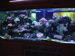 Reefkeepers 125 gallon