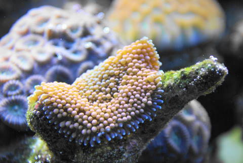 riccordia orange and brown from our 125 reef