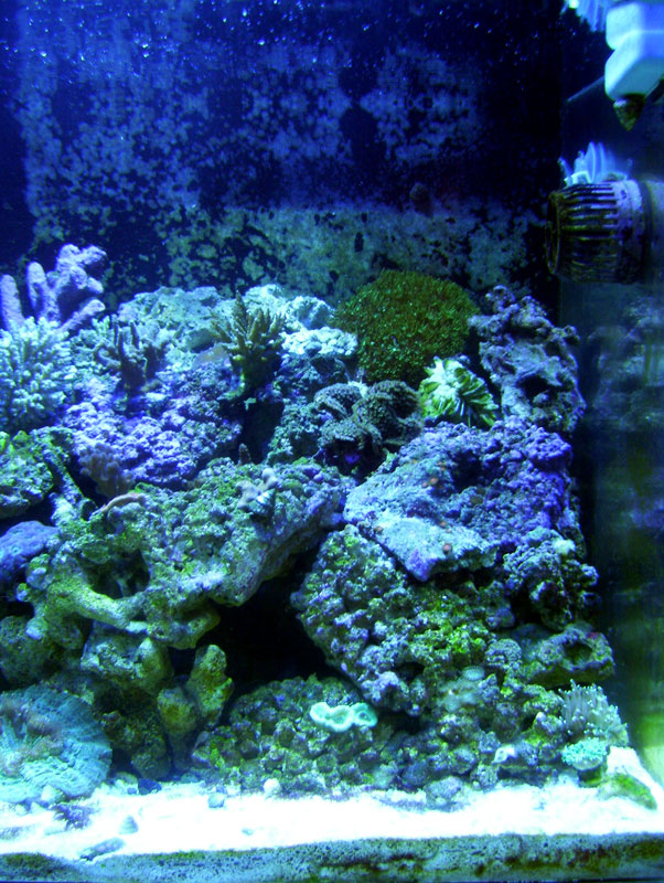 Right 90 Gallon Acrylic Reef