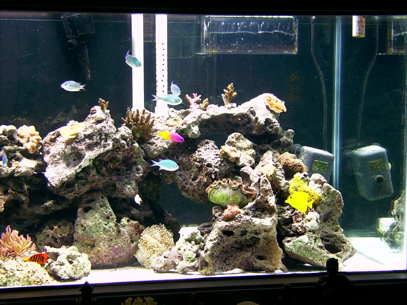 right side of tank