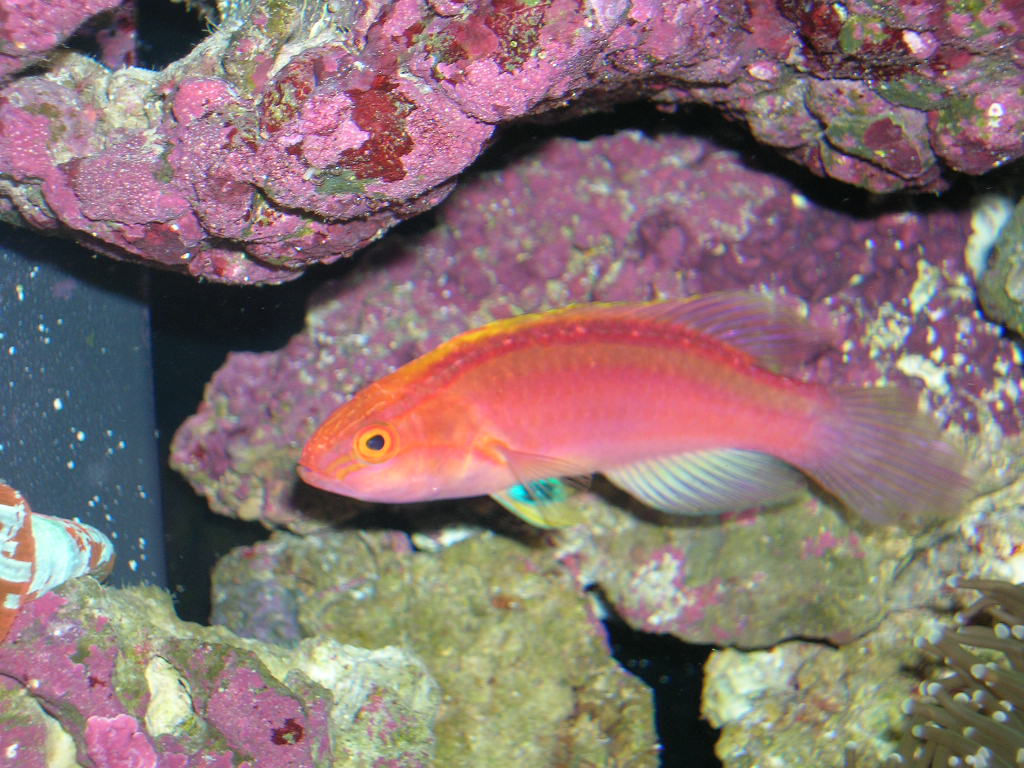 Rose-Band Fairy Wrasse