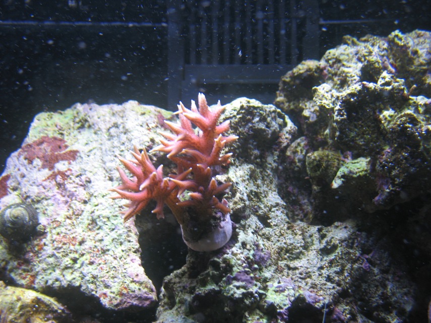 RSM Corals 4 mths frags