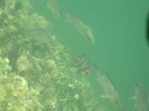 Sadie starts to mingle with her first Mangrove/Grey snappers