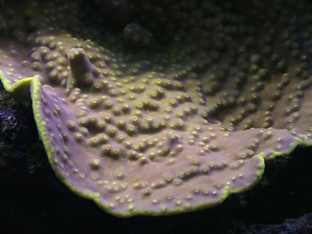 same coral, showing the polyps
