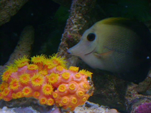 Scopus Tang checking out the Sunnies
