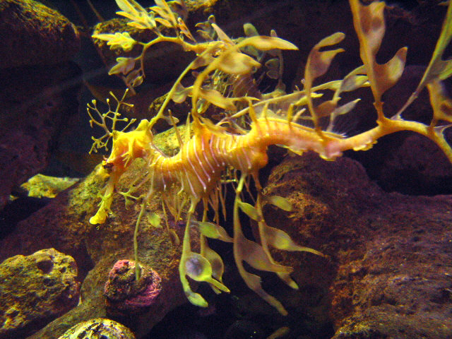 Sea Dragon at the Dallas World Aquarium