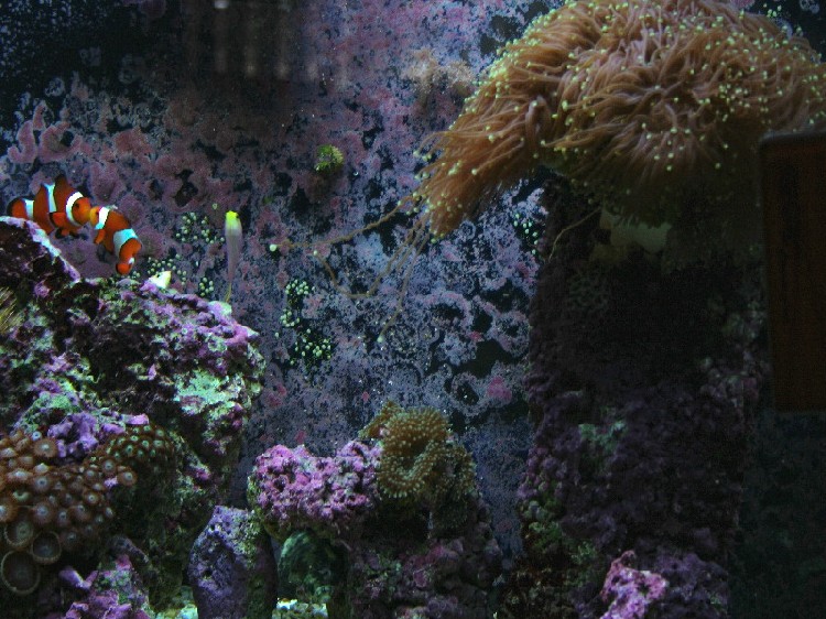 Showing corals in proximity to Torch