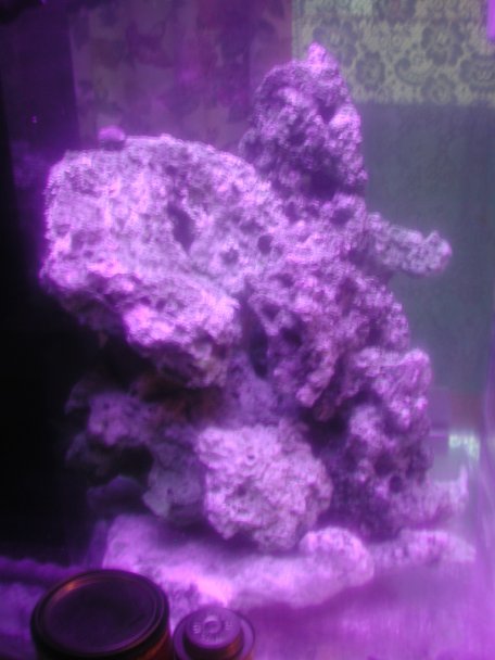 Side View of 60 gallon cube under Actinics