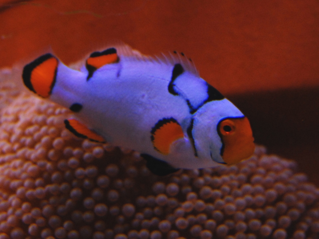 Snowcasso Clownfish