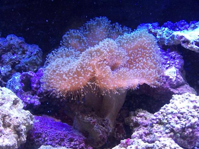 soft coral ID?