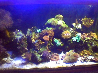 Soft corals and fish?