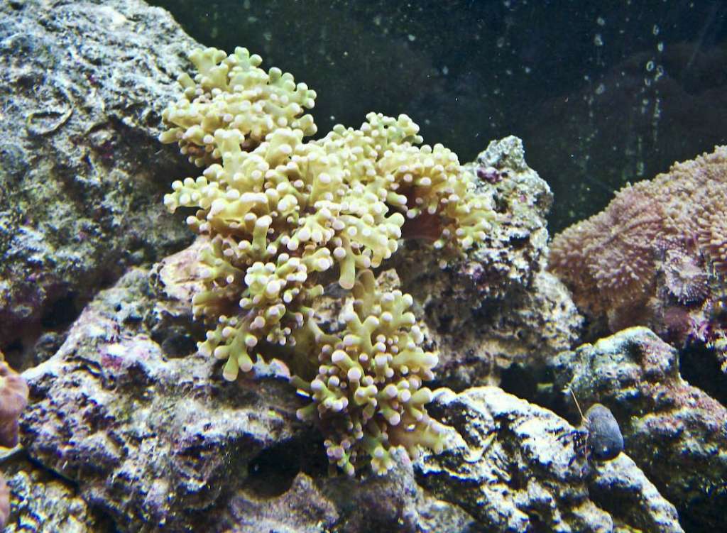 Some of my Corals